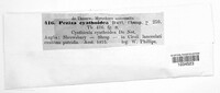 Cyathicula cyathoidea image